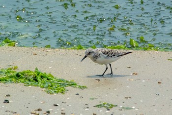 ミユビシギ 藤江海岸(兵庫県明石市) 2018年5月17日(木)