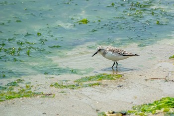 Sanderling 藤江海岸(兵庫県明石市) Thu, 5/17/2018