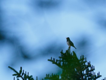 クロツグミ 場所が不明 2018年5月15日(火)