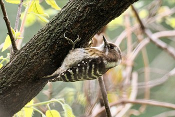 コゲラ 東京港野鳥公園 2023年4月2日(日)