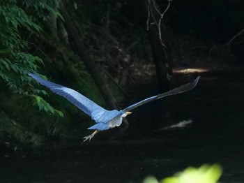 Grey Heron Unknown Spots Sat, 5/19/2018