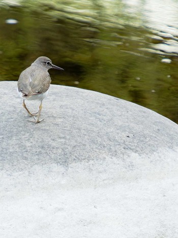 Common Sandpiper 中島川 石橋群周辺(長崎市) Mon, 4/3/2023