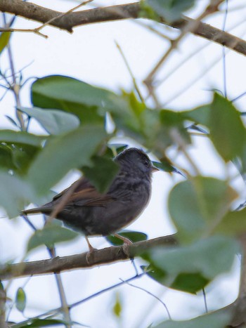 Grey Bunting 風頭公園(長崎市) Tue, 4/4/2023