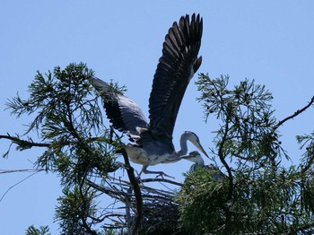 Grey Heron Unknown Spots Sat, 5/19/2018