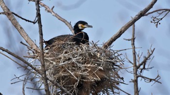 2023年4月2日(日) 小諸発電所第一調整池(杉の木貯水池)の野鳥観察記録