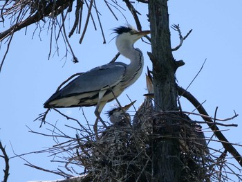 Grey Heron Unknown Spots Sat, 5/19/2018