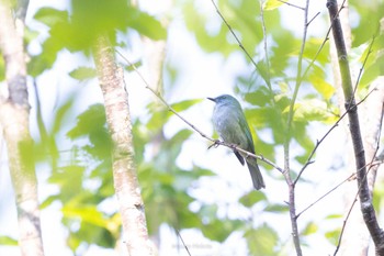 Pale Blue Flycatcher Doi Sanju Wed, 2/22/2023