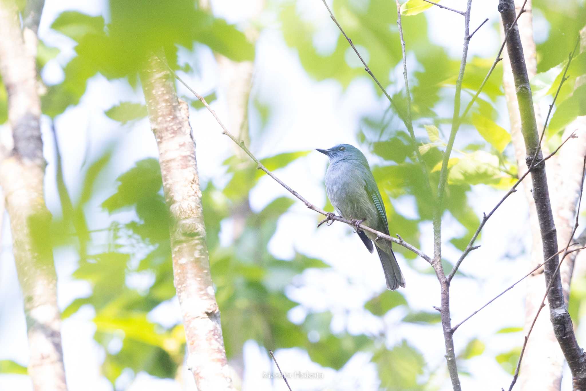 Pale Blue Flycatcher