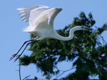 Great Egret Unknown Spots Sat, 5/19/2018