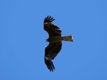 Black Kite Unknown Spots Sat, 5/19/2018