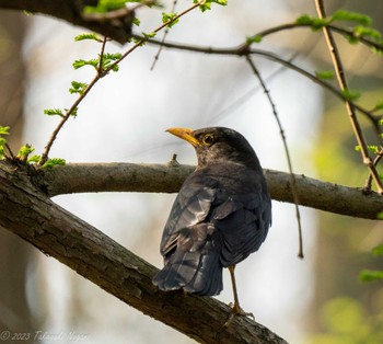 Chinese Blackbird 中国 上海植物園 Sun, 4/2/2023