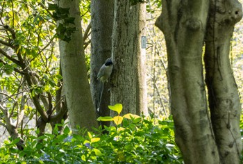 Azure-winged Magpie 中国 上海 Sun, 4/2/2023