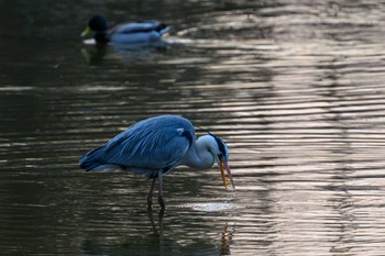 アオサギ 月寒公園 2023年4月4日(火)