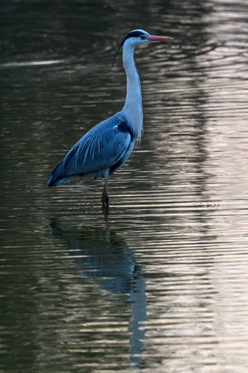 Grey Heron 月寒公園 Tue, 4/4/2023