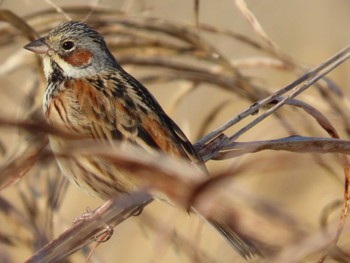 Chestnut-eared Bunting 岡山旭川 Tue, 4/4/2023