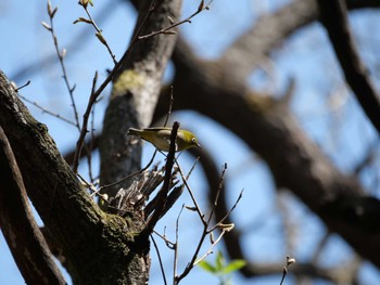 Warbling White-eye 秩父 Sat, 4/1/2023