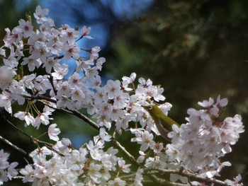 Warbling White-eye 秩父 Sat, 4/1/2023