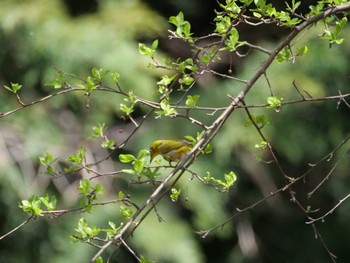 Warbling White-eye 秩父 Sat, 4/1/2023