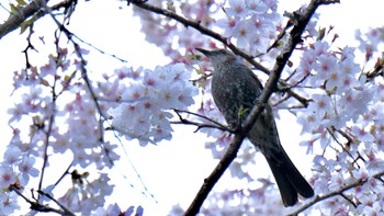 Brown-eared Bulbul 小國神社周辺 Sun, 4/2/2023