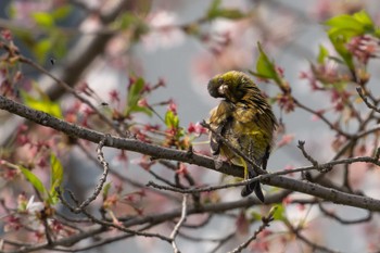 カワラヒワ 三ツ池 2023年4月4日(火)