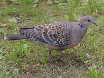 Oriental Turtle Dove Unknown Spots Wed, 5/23/2018