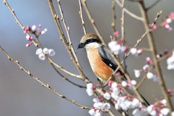 モズ 東京都立桜ヶ丘公園(聖蹟桜ヶ丘) 2023年3月19日(日)