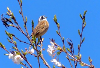 2023年4月1日(土) 千本松牧場の野鳥観察記録