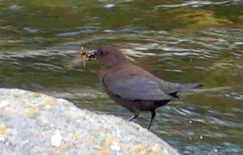 2023年4月1日(土) 箒川(塩原温泉郷)の野鳥観察記録