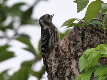 Japanese Pygmy Woodpecker Unknown Spots Wed, 5/23/2018