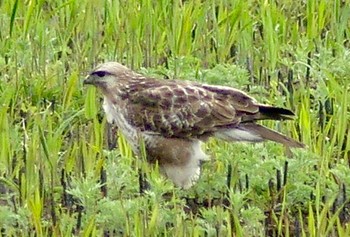 2023年4月2日(日) 渡良瀬遊水地の野鳥観察記録