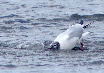 ユリカモメ 葛西臨海公園 2023年4月3日(月)