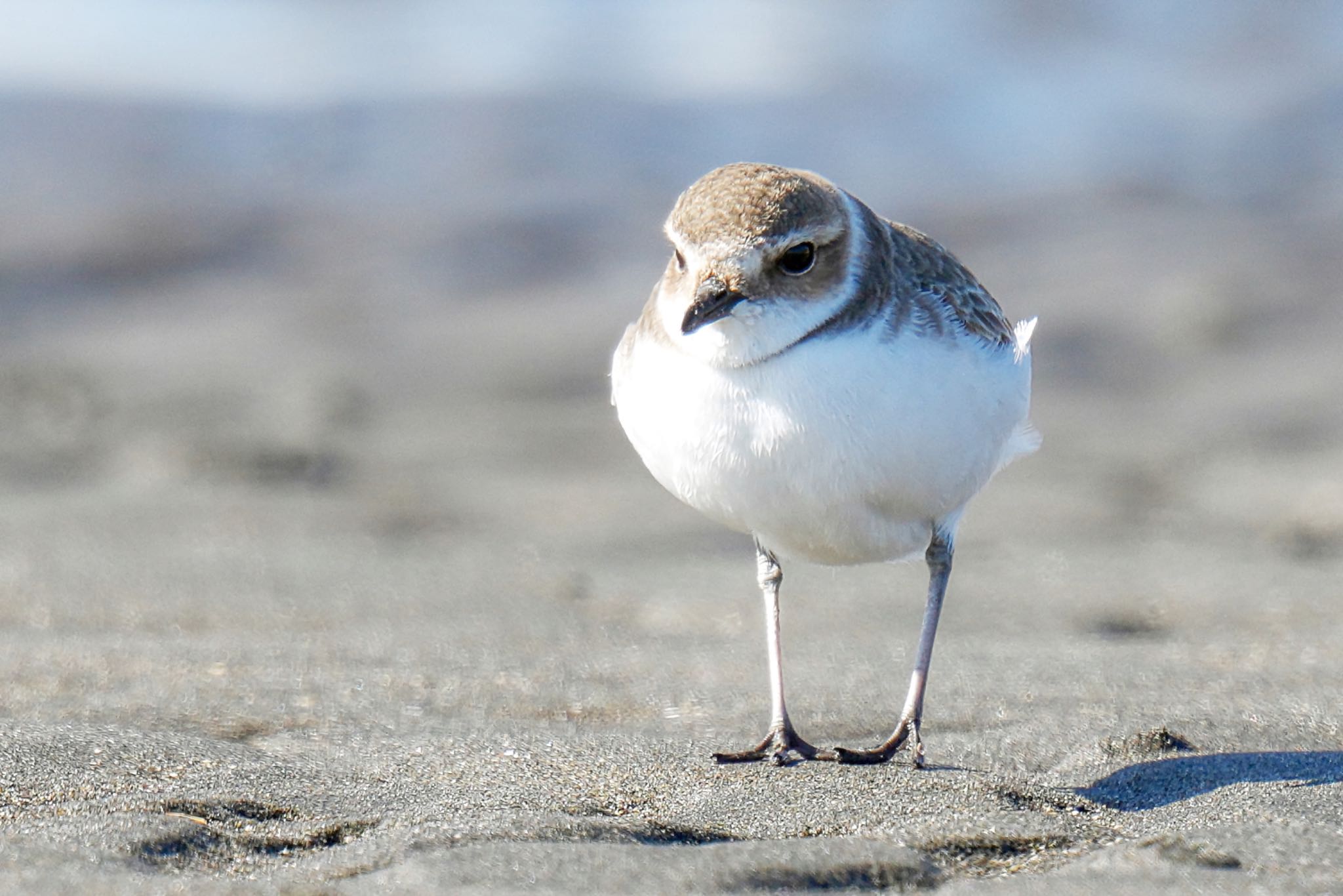 Kentish Plover