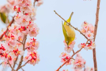 メジロ 石ケ谷公園 2023年3月13日(月)