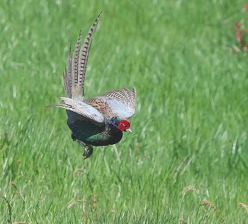 Green Pheasant 東京都多摩地域 Tue, 4/4/2023