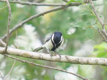 Japanese Tit Unknown Spots Wed, 5/23/2018