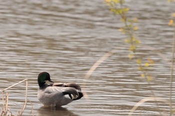 2023年4月2日(日) 入間川(笹井堰周辺)の野鳥観察記録