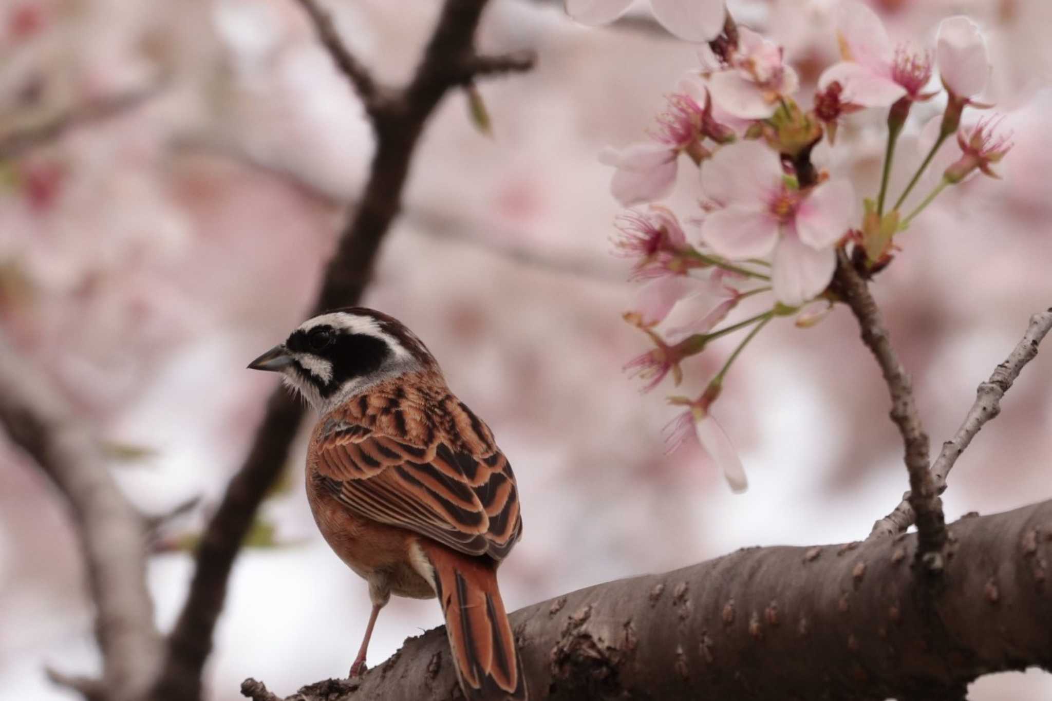 Meadow Bunting