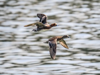 Eurasian Wigeon 甲子園浜(兵庫県西宮市) Sat, 4/1/2023