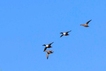 ハシビロガモ 葛西臨海公園 2023年3月19日(日)