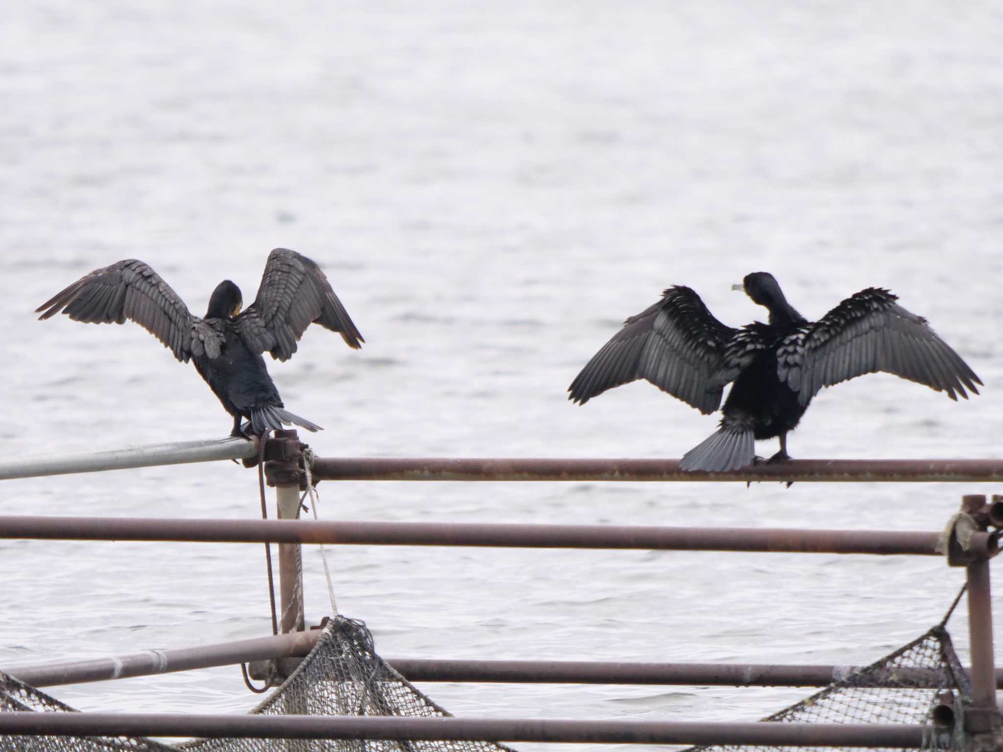 Photo of Great Cormorant at  by アカウント1050