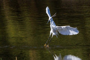 コサギ 葛西臨海公園 2023年3月19日(日)