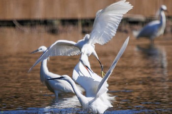 コサギ 葛西臨海公園 2023年3月19日(日)