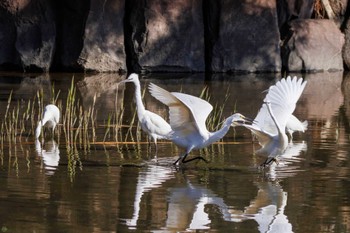 コサギ 葛西臨海公園 2023年3月19日(日)