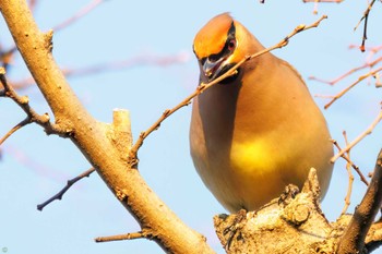 2023年3月19日(日) 葛西臨海公園の野鳥観察記録