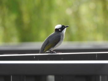 Light-vented Bulbul 台糖湖濱生態歩道 Mon, 3/27/2023