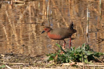 2018年3月13日(火) 葛西臨海公園の野鳥観察記録