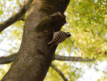 2023年4月5日(水) 平和の森公園、妙正寺川の野鳥観察記録