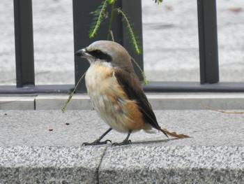 Brown Shrike(lucionensis) 台糖湖濱生態歩道 Sun, 3/26/2023