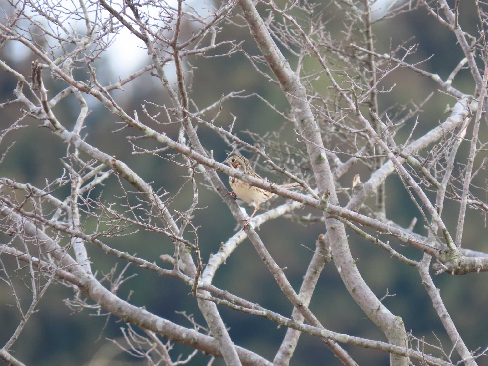 Photo of Chestnut-eared Bunting at 御池沼沢植物群落 by sword-fish8240