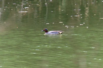 Eurasian Teal 滋賀県甲賀市甲南町創造の森 Wed, 4/5/2023